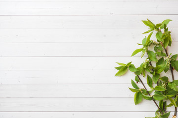 Obraz premium Green twigs of cherry on a white table with copy space.