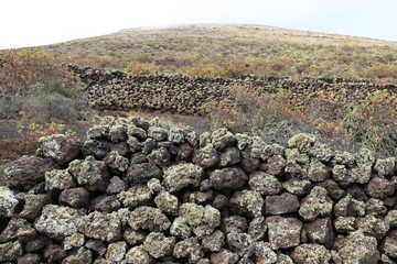 vignoble de Lanzarote, Canaries