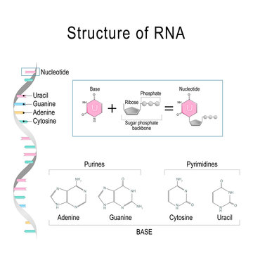 RNA structure. Adenine, Cytosine, uracil, Guanine, Ribose, Nucleotide, Pyrimidine, Purine, and Sugar phosphate backbone.