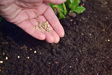 Woman hand planting spinach seeds, farming, gardening, organic food concept.