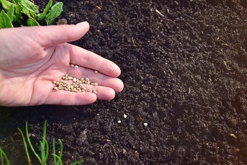 Woman hand sowing spinach seed in soil on sunny day, organic farm, gardening, agriculture concept.