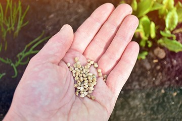 Woman hand with spinach seeds, agriculture, organic farm, gardening concept.