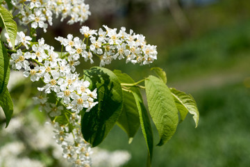 Bird cherry tree spring blossom on green background