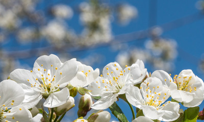 Cherry  spring beautiful blossom close up on blue sky background