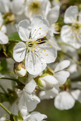 Obraz na płótnie Canvas Cherry spring beautiful blossom close up