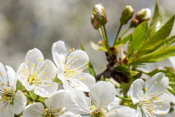Cherry tree spring flowers close up