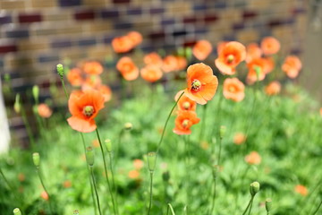 ナガミヒナゲシ