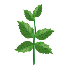 Spinach herbal leaves cartoon