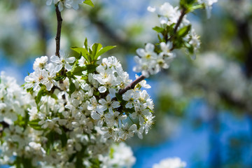 White blossomings on apple-tree branches in sunny and spring day in a garden. Fruit-tree. Small flowers. Background.