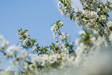 White blossomings on apple-tree branches in sunny and spring day in a garden. Fruit-tree. Small flowers. Background.