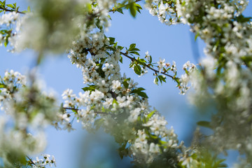 White blossomings on apple-tree branches in sunny and spring day in a garden. Fruit-tree. Small flowers. Background.