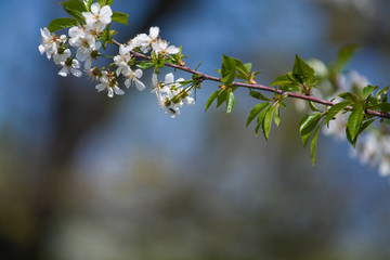 White blossomings on apple-tree branches in sunny and spring day in a garden. Fruit-tree. Small flowers. Background.