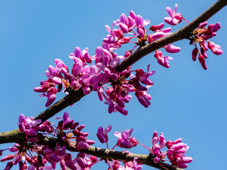 Close-up beginning blossom of purple Eastern Redbud, or Eastern Redbud Cercis canadensis in sunny spring garden. Purple inflorescences against clean blue sky. Selective focus
