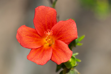 Red orange hibiscus boryanus flower, blooming with sunlight, botanic garden, Tenerife, Canary...