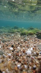 Rocky bottom of the lake with algae, Baikal