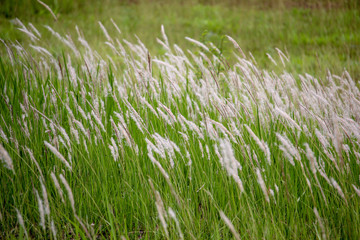 green grass in the wind