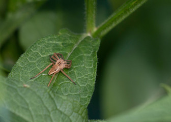 nursery web spider - pisaura mirabilis