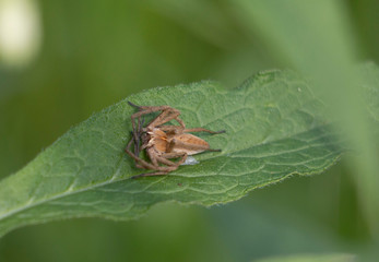 nursery web spider - pisaura mirabilis
