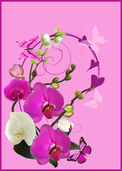 purple orchid curl isolated on pink background
