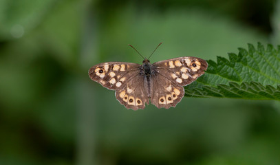 lasiommata megera butterfly