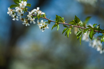 White blossomings on apple-tree branches in sunny and spring day in a garden. Fruit-tree. Small flowers. Background.
