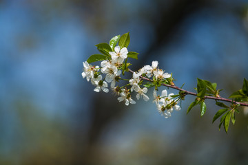 White blossomings on apple-tree branches in sunny and spring day in a garden. Fruit-tree. Small flowers. Background.