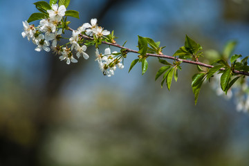 White blossomings on apple-tree branches in sunny and spring day in a garden. Fruit-tree. Small flowers. Background.