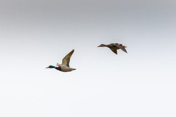 Pair of mallards (male and female) flying in the sky during sunset in Rodopi, Greece