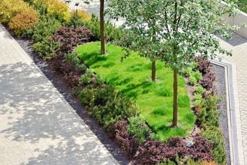 Ornamental shrubs and plants near a residential city house