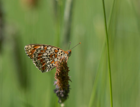 spotted fritillary - melitaea didyma butterfly