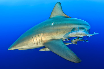 Fototapeta premium Oceanic black tip shark