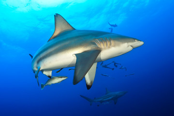 Obraz na płótnie Canvas Oceanic black tip shark