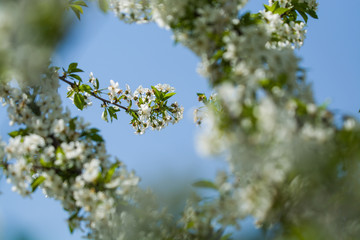 White blossomings on apple-tree branches in sunny and spring day in a garden. Fruit-tree. Small flowers. Background.