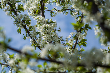 White blossomings on apple-tree branches in sunny and spring day in a garden. Fruit-tree. Small flowers. Background.