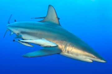 Oceanic black tip shark