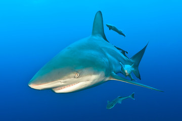 Black tip shark