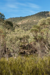Fototapeta premium Looking to Mount Tennent from Cypress Pine Lookout at Namadgi National Park, Canberra, Australia on a morning in April 2019