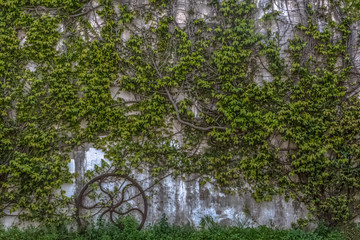 Wall with climbing plant with dense foliage and old iron wheel