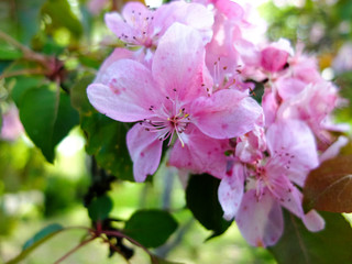 Fototapeta premium branch of pink flowered tree in spring close up