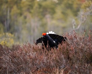 The Black Grouse