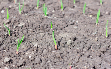 young sprouts of green onions grow in the garden in the spring