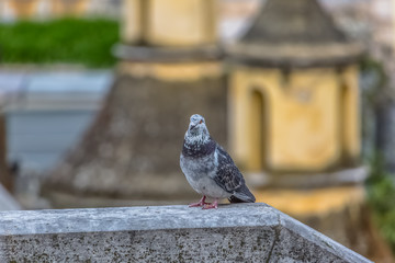 Detailed view of urban dove on Belvedere wall