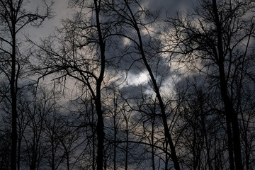 Scary night forest. The moon shines through the clouds. Silhouettes of trees and branches against the night sky. Bare trees without leaves.