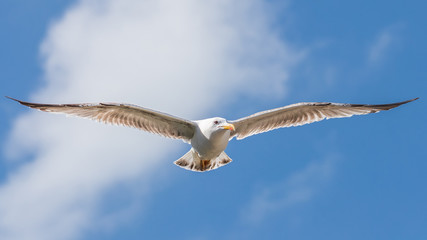 flying - European Herring Gull