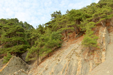 Fototapeta premium forest mountain