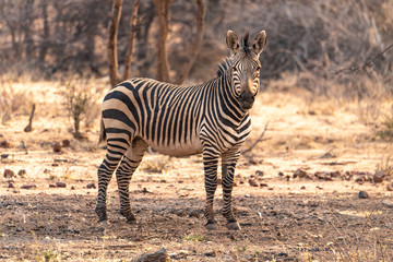 Hartmann's zebra in Okonjima