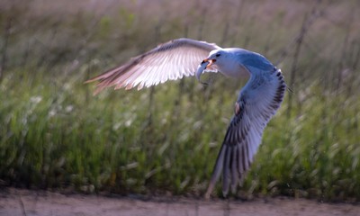 Seagull Catches Fish