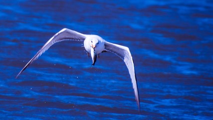 Seagull Catches Fish