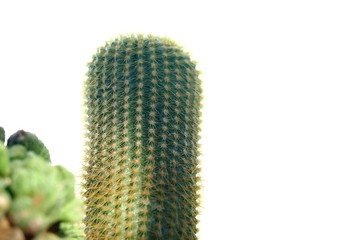 A cactus flower growing in a garden with sun light on white isolated background 