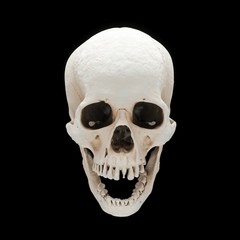 3D rendering skull isolated